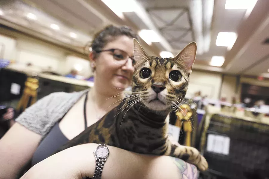Milo the Bengal, with owner Gina Demmerly - YOUNG KWAK