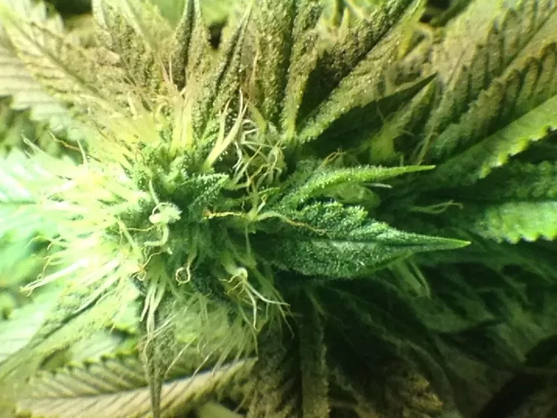 kobainkush.jpg