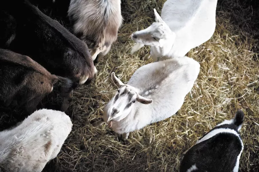 Goats help Quillisascut Farm deliver delicious cheese across the state. - BEN DELANEY