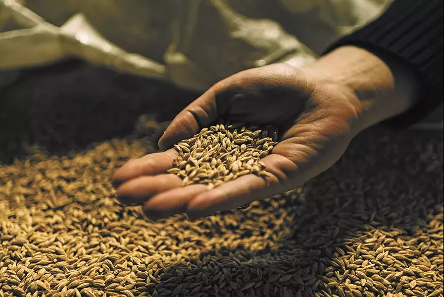 Grains are used in the malting phase of the brewing process. - DAN JACKSON PHOTO