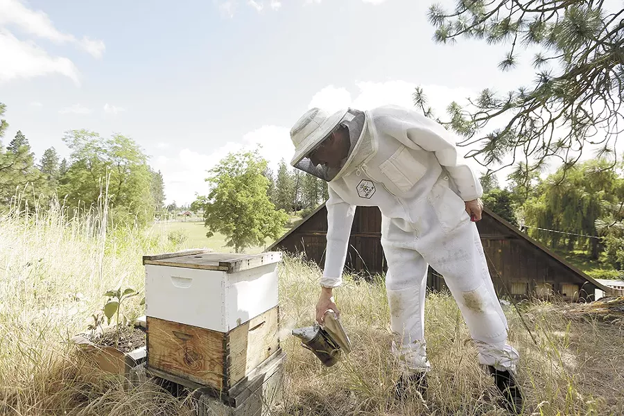 Rob McFarland tends to his bees in Medical Lake. - YOUNG KWAK