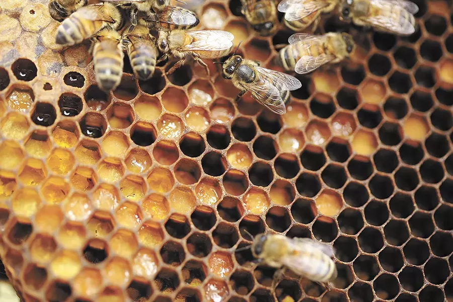 Bees doing work on their hive. - YOUNG KWAK