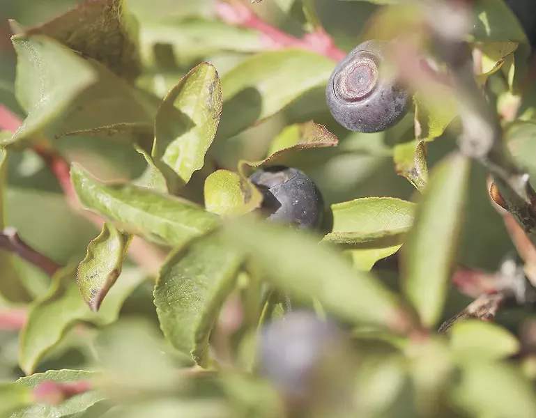 Huckleberries have long proven difficult to grow domestically.