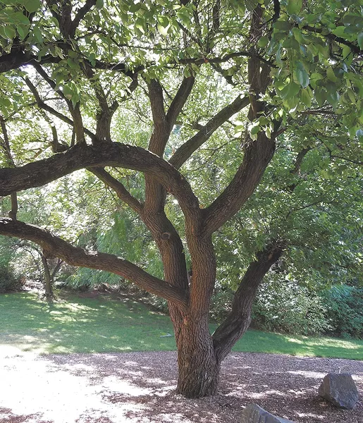 Corbin's Apricot