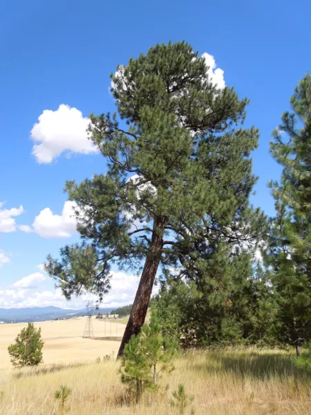 Treaty Tree
