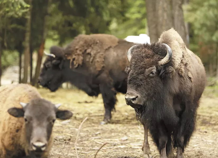 The H2H Bison Ranch in Worley. - YOUNG KWAK