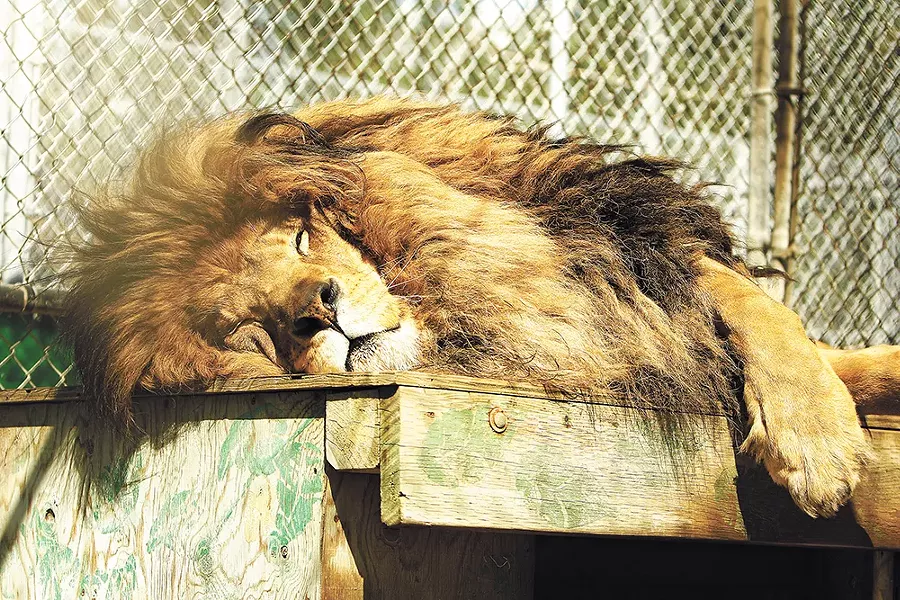 See the kitties at Cat Tales; admission is $5 to $10. - YOUNG KWAK