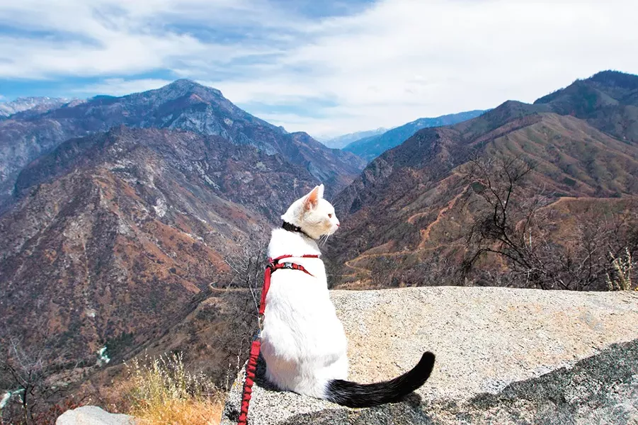 Not all cats are homebound. Some long for adventure.