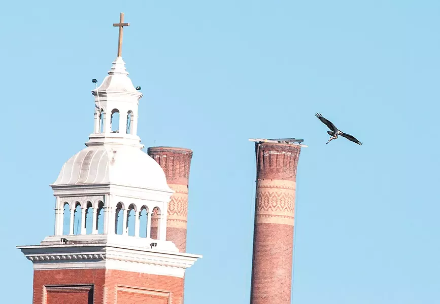 On the evening of June 21, an osprey carries a large sucker fish past the Steam Plant and the Cathedral of Our Lady of Lourdes in downtown Spokane. - DANIEL WALTERS
