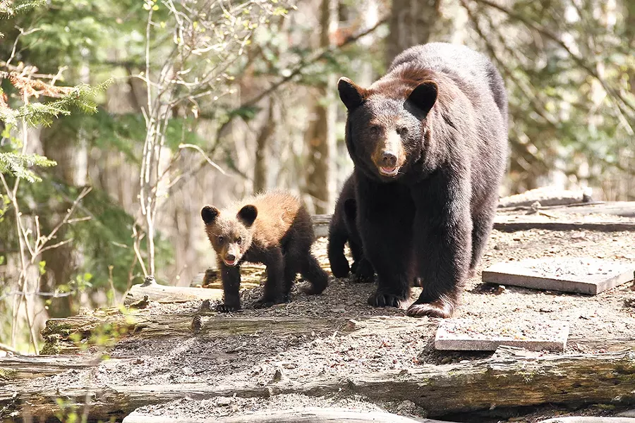 Stay calm, and don't look a black bear in the eye, experts say.