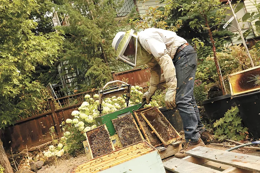 Lars Neises, tending bees, and Rebecca Laurence (not pictured) have agreed to sell their land to the cohousing group. - YOUNG KWAK