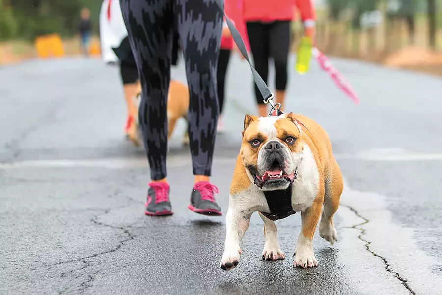 SHS hosts an annual "Parade of Paws" fundraiser walk. - MATT WEIGAND
