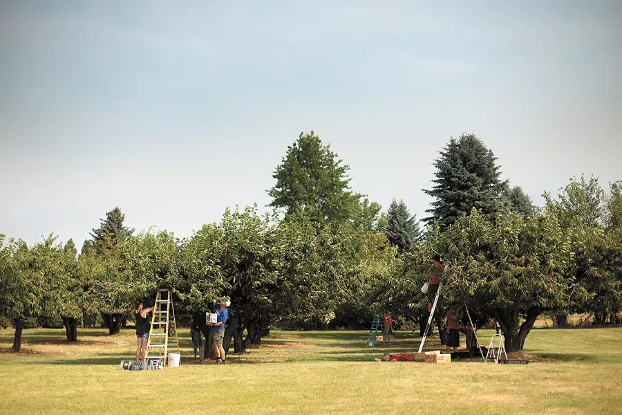 Volunteers pick cherries intended for Second Harvest. - YOUNG KWAK