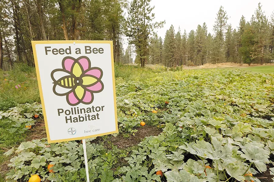 The Down River golf course has become home to bees looking for a good meal. - YOUNG KWAK