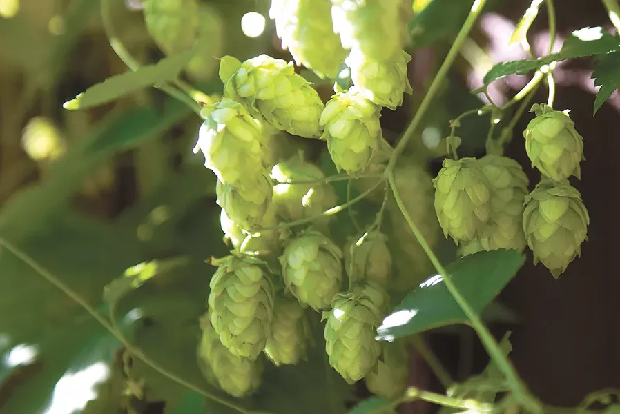The regionally grown Cascade hops are a favorite among brewers. - DEREK HARRISON
