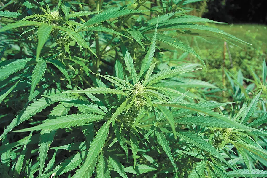 Know your weed.