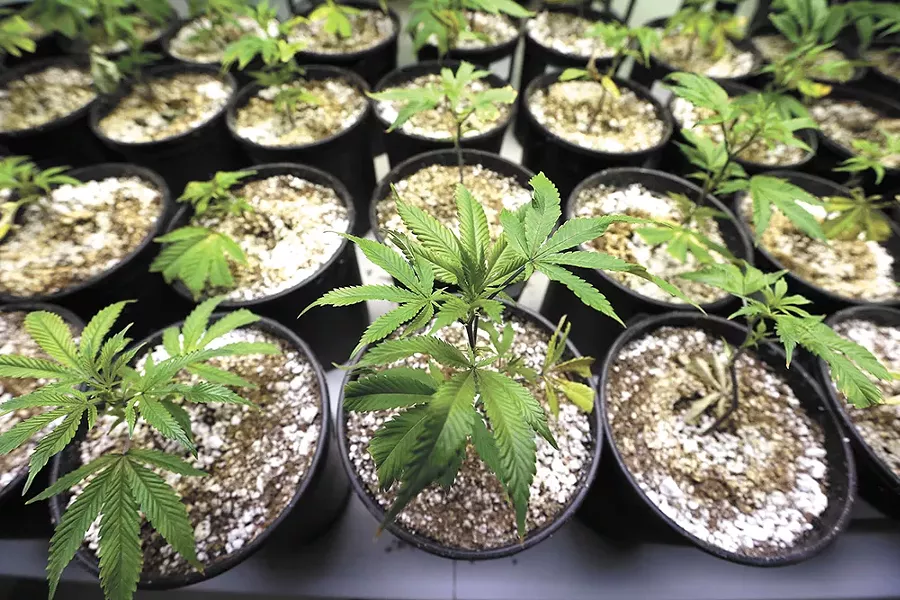 In Colorado, where home grows are legal, revenue from retail sales have increased each of the three years it's been available, hitting $1.3 billion in 2016.