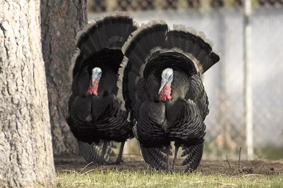 An estimated 250 wild turkeys call Spokane's South Hill home. - YOUNG KWAK