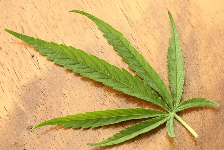 cannabis_sativa_leaf_dorsal_aspect_2012_01_23_0830.jpg