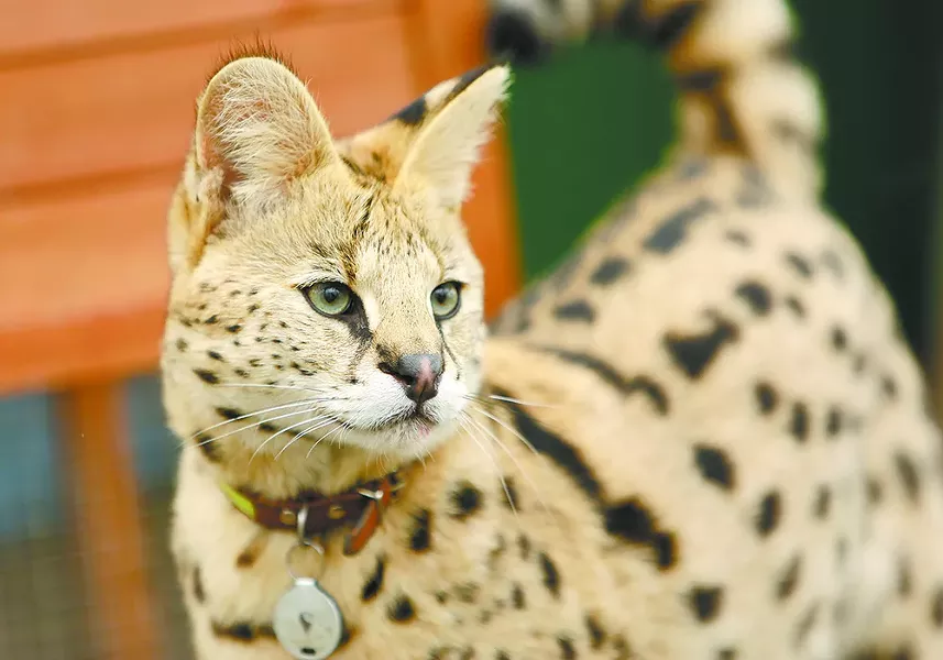 The 30-pound wildcat, an African serval, has an unusual bond with his owner. - YOUNG KWAK