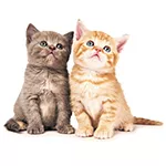 giftguide4-4.jpg