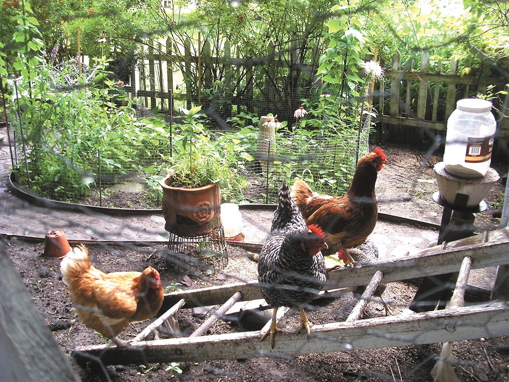 Backyard Chicken Keeping | Comment | The Pacific Northwest ...