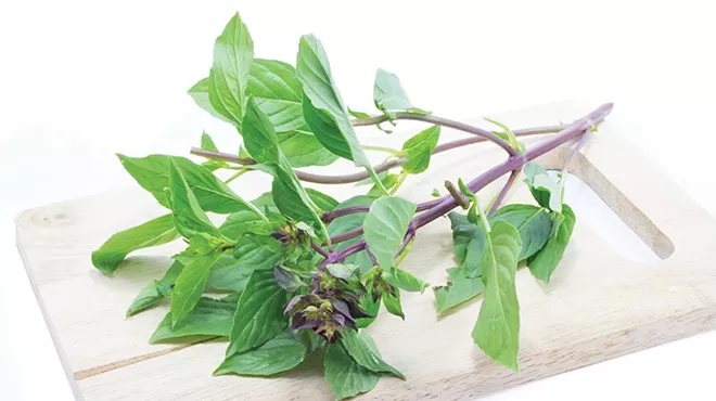 Thai basil, with its squared purple stems, is notable for the distinct aroma of anise if you brush the leaves.