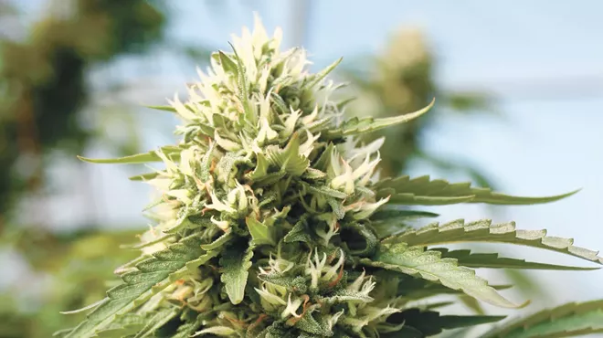 Let's hear it for the green party.