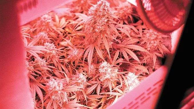 A Year of Growth: It's growing like a weed