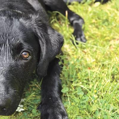A Guide To The Many Companion Animal Rescue Organizations Of The Inland Northwest Pet Issue Spokane The Pacific Northwest Inlander News Politics Music Calendar Events In Spokane Coeur