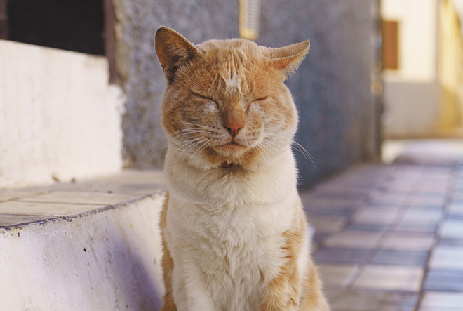 Even your pet can get arthritis | Health | Spokane | The Pacific Northwest Inlander
