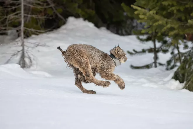 In bringing back wild lynx, Confederated Colville tribes hope to right historical wrongs and restore balance to wildlife on the landscape - Vimarsana News