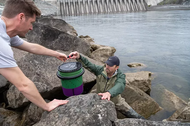 Inland Northwest tribes are using technology to track young salmon in hopes of returning runs to the Columbia and Spokane rivers - Vimarsana News