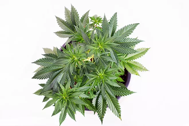 Washington considers legalizing home cultivation of cannabis - Vimarsana News