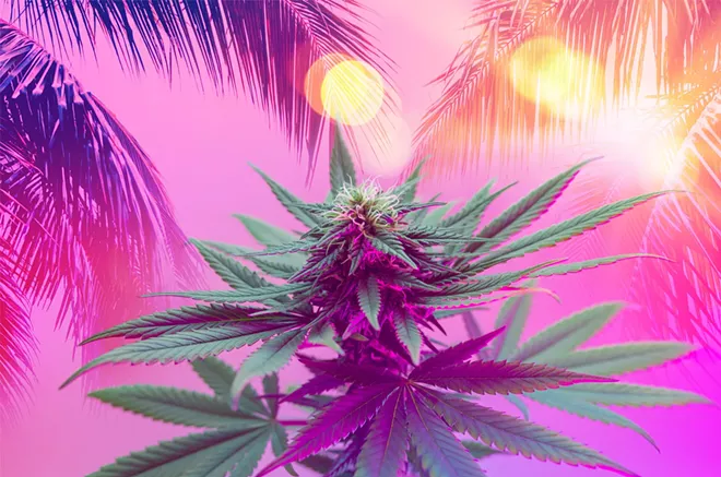 Move on from winter with some warm weather weed - Vimarsana News