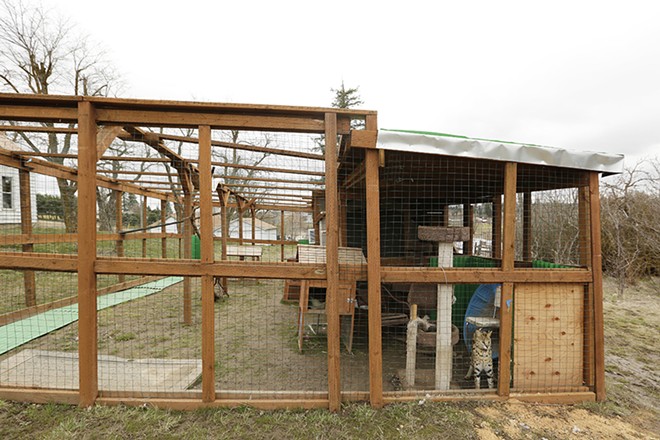 serval enclosure