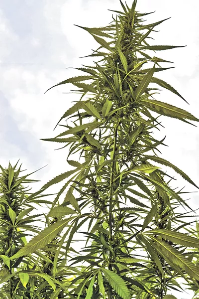 Union workers could one day be planting, trimming, packaging and selling your weed.