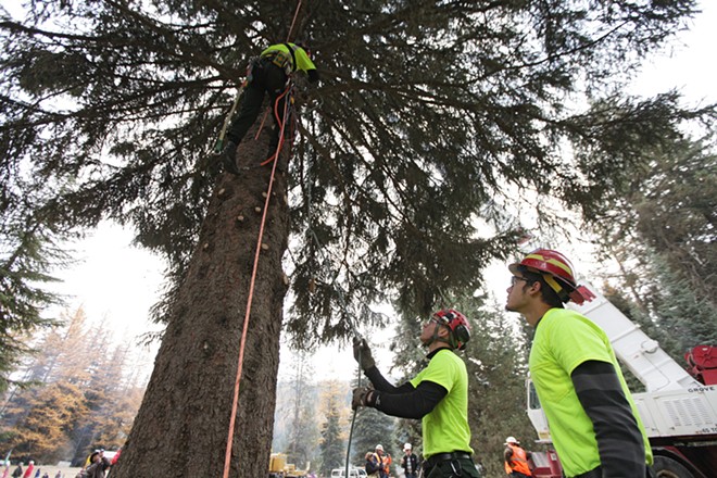 PHOTOS: U.S. Capitol Christmas Tree Cutting