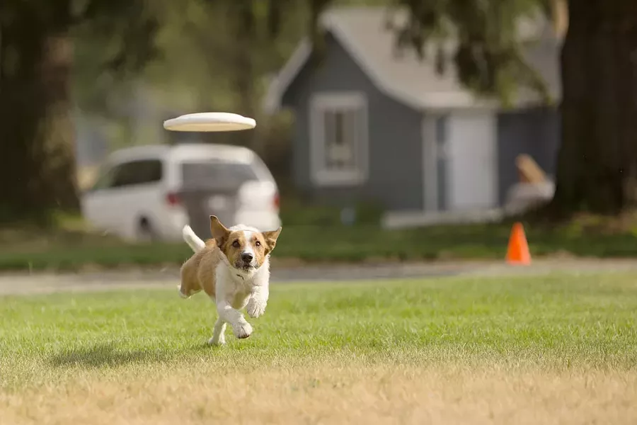 Walter, a Jack Russell Terrier-Border Collie mix, runs down a Frisbee during a demonstration. - YOUNG KWAK