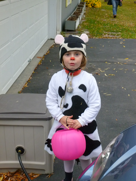 daniela-cow.png
