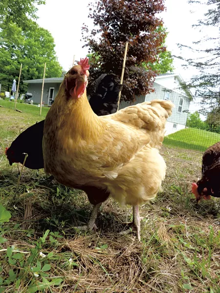 Liz Small's chicken, Pauline