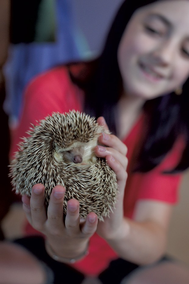 Owner: Livia Ball, 12; Pet: Bilbo the hedgehog, nearly 1 year old