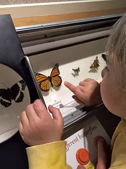 The butterfly exhibit at Fairbanks Museum - MEREDITH COEYMAN