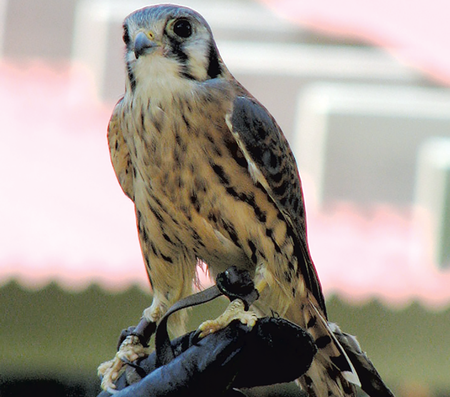An American kestrel at VINS
