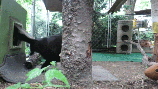 Lamar entering the catio - MATTHEW THORSEN