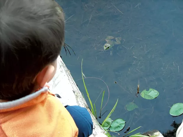 Follow the croaking sounds to find frogs - COURTESY OF BEN WANG