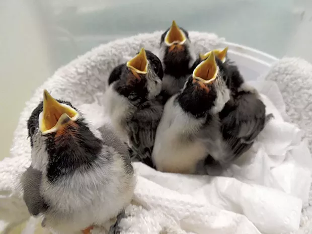 Black-capped chickadees being fed at VINS' wild bird rehabilitation center - COURTESY OF VINS