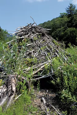 Beavers' lodge in the drained pond - HEATHER FITZGERALD