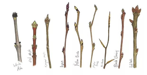 ILLUSTRATIONS BY JEANIE WILLIAMS