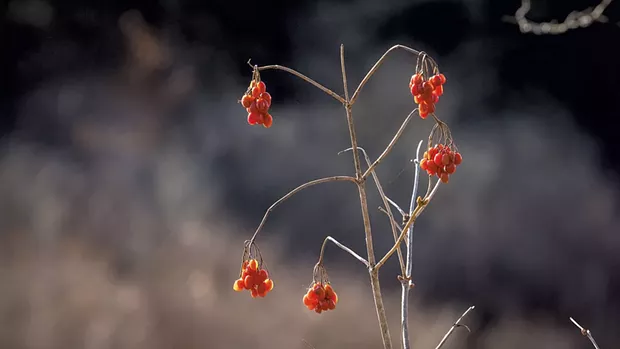 Highbush cranberry - COURTESY OF SEAN BECKETT